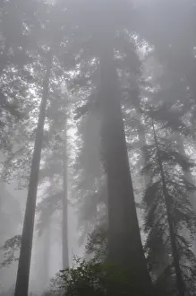 Tall trees, coast redwood (Sequoia sempervirens)