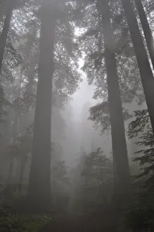 Framed Print : Tall trees, coast redwoods (Sequoia sempervirens)