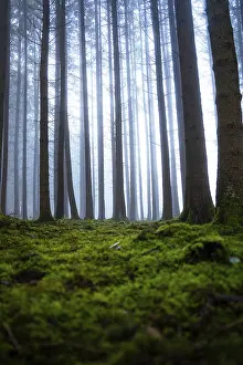 Tall trees in foggy forest with moss-covered ground and quiet atmosphere