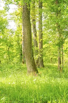 Tall trees in the forest with sunrays penetrating through the canopy and creating a peaceful atmosphere