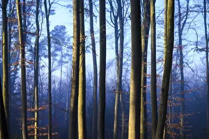 Tall trees in a forest in twilight blue light