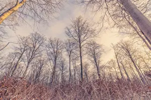 Tall trees in the forest in the winter sunrise