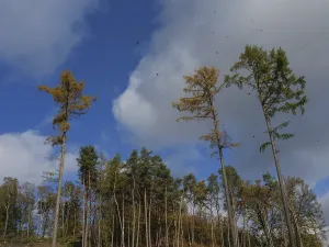 Tall trees rise into the blue sky