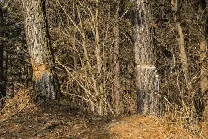 Tall trees with rough bark standing in a forest with a ground cover of dry foliage