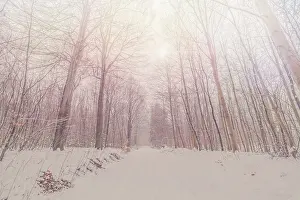 Tall trees in a snowy forest in the winter