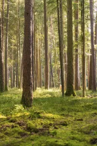 Tall trees with soft light in a dense