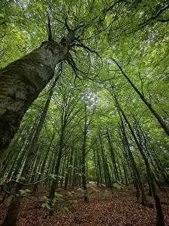 Tall trees with a thick canopy of leaves in a forest