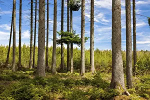 Tall trees in a thick forest with sunshine and shade on the ground
