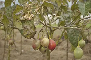 Tamarillo (Solanum betaceum)