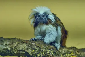 A tamarin monkey sits attentively on a tree trunk
