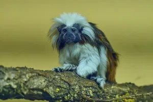 Category Wildlife DE Prints: A tamarin monkey sits on a branch with a curious look in a natural environment