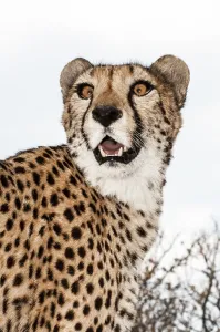 A tame cheetah on the lawn of a farmhouse in Namibia