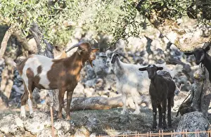 Tame goats among the olive trees. Sun light