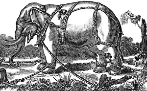 Taming a wild elephant, shackles