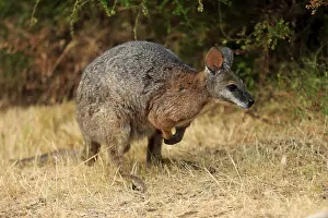 Tammar wallaby (Macropus eugenii)