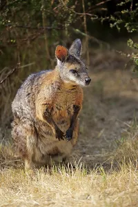 Tammar wallaby (Macropus eugenii)