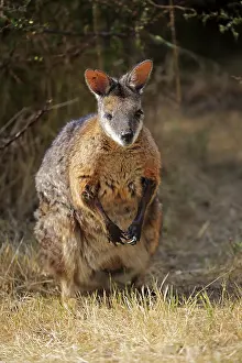 Tammar wallaby (Macropus eugenii)