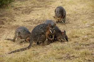 Tammar Wallaby (Macropus eugenii)