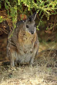 Tammar wallaby (Macropus eugenii)