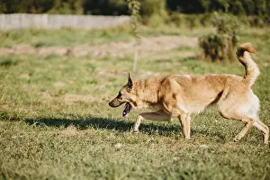 A tan dog walking calmly through a grassy landscape