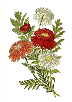 Tanacetum (Pyrethrum) roseum, Tanacetum coccineum