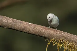 Tanager, costarica