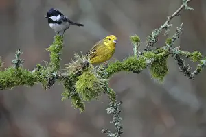 Tannetit, Periparus ater, and Yellowhammer