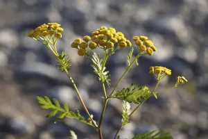 Tansy (Tanacetum vulgare), compass plant