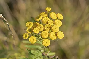 Tansy (Tanacetum vulgare), Geltinger Birk nature reserve