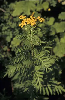 Tansy (Tanacetum vulgare, syn. Chrysanthemum vulgare)