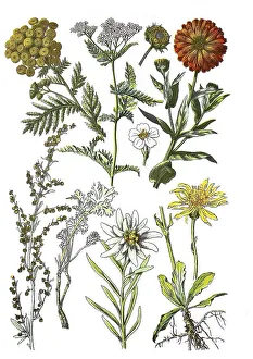 Tansy also wormwood, Tanacetum vulgare L