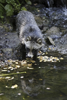 Tanuki