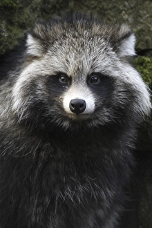 Tanuki