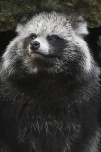 Tanuki