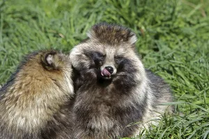 Tanuki