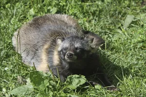 Tanuki