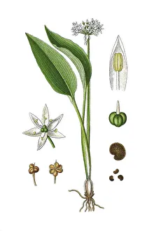 Tapertip onion (Allium ursinum)