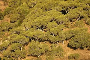 Tapia tree forest (Uapaca bojeri)