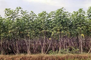 Tapioca cassava (Manihot esculenta) Kerala