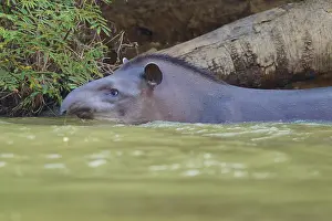 Tapir with its head in the water