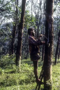 A Tapper at work, Rubber trees in Kottayam