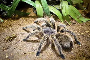 Tarantula, Large spider build webs to trap waiting to capture prey on the ground