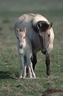 Tarpan Horse, mare with foal, Tarpan mare with foal