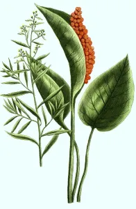 Tarragon (Artemisia dracunculus) and Dracunculus palustris