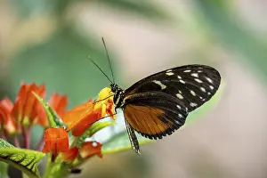 Tarricina half-glasswinged butterfly (Tithorea tarricina pinthias)