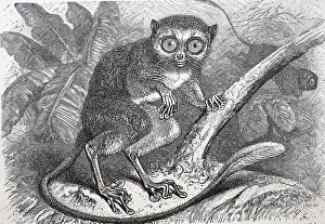 Tarsier, Tarsius specturm, half monkey