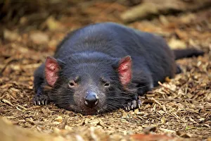 Tasmanian devil, marsupial devil (Sarcophilus harrisii)