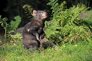 Tasmanian devil (Sarcophilus harrisii)