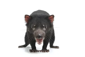 Tasmanian Devil (Sarcophilus harrisii)