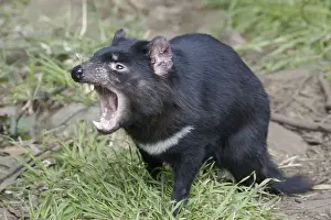 Tasmanian Devil (Sarcophilus harrisii)